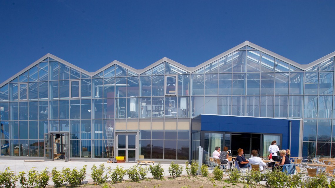 Westlandsedruif 1 glasshouse