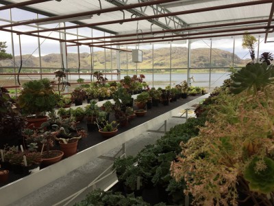 Inverewe plant glass construction