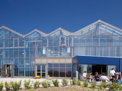 Westlandsedruif 1 glasshouse