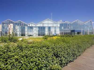 Westlandsedruif4 glasshouse