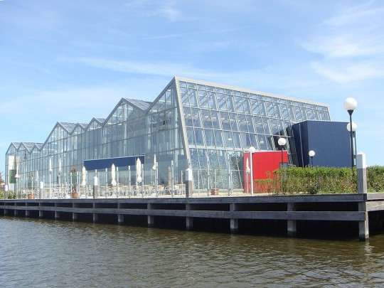 Westlandsedruif2 glasshouse