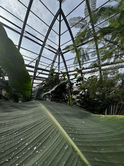 Tropical plants grow in Botanical glasshouse Flora Cologne 5