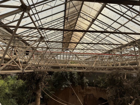 roof renovation elephant enclosure zoo dak renovatie blijdorp 24