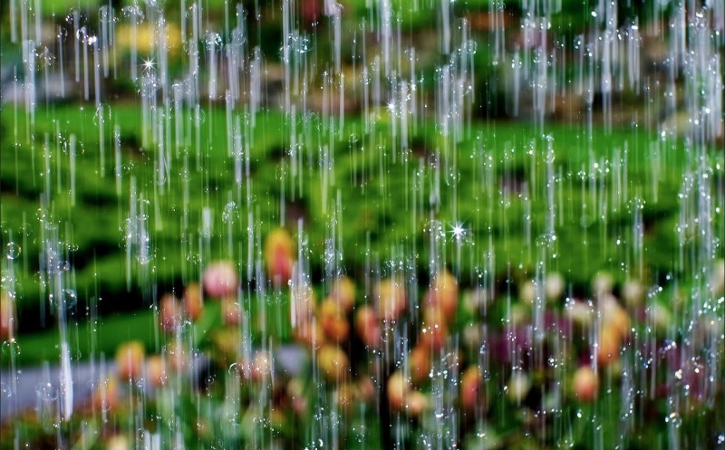 regenhoos plant